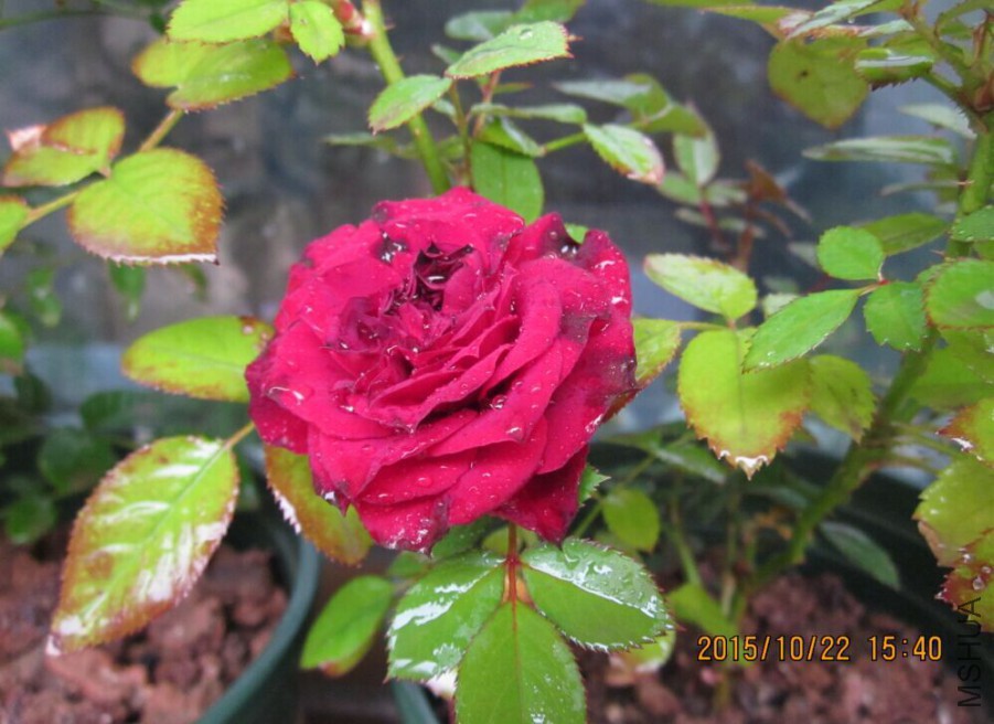 QQͼƬ20151022190344.jpg