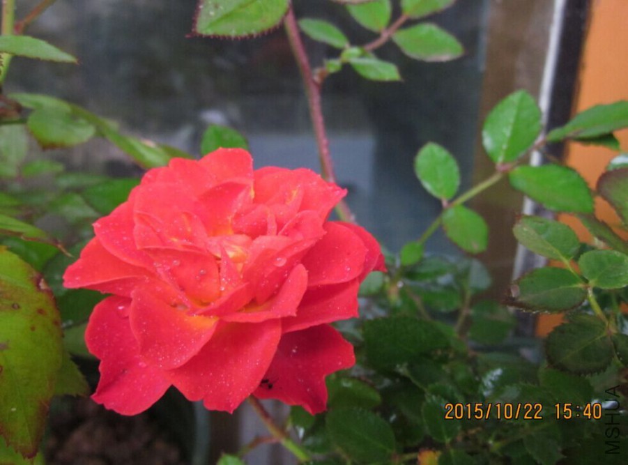 QQͼƬ20151022190346.jpg