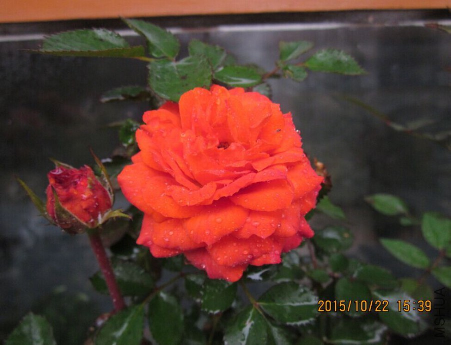 QQͼƬ20151022190357.jpg
