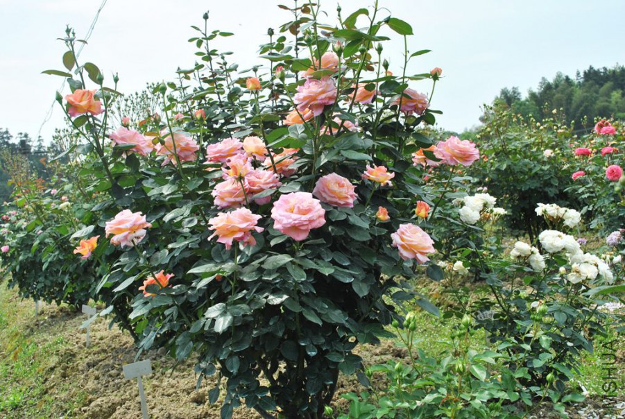 ���� (1).jpg