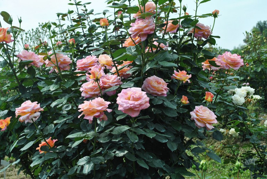 ���� (2).jpg