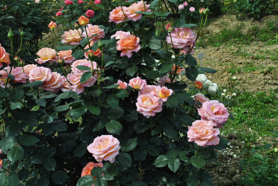 ���� (4).jpg