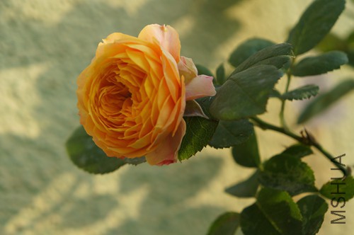 DSC01590.JPG