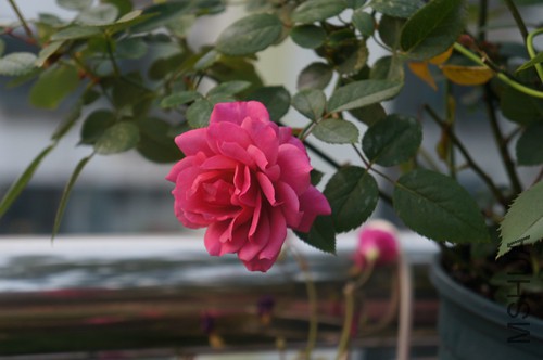 DSC01595.JPG