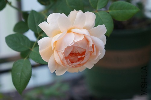 DSC01597.JPG