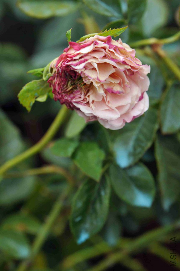 DSC_9111_����.jpg