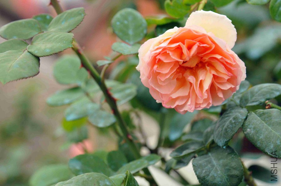DSC_9059_����.jpg
