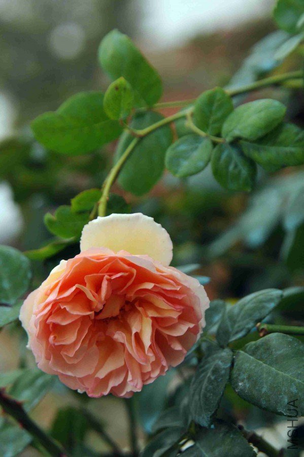 DSC_9060_����.jpg
