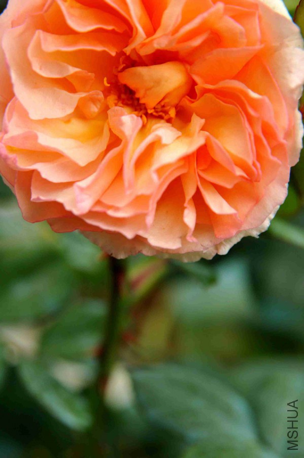 DSC_9071_����.jpg