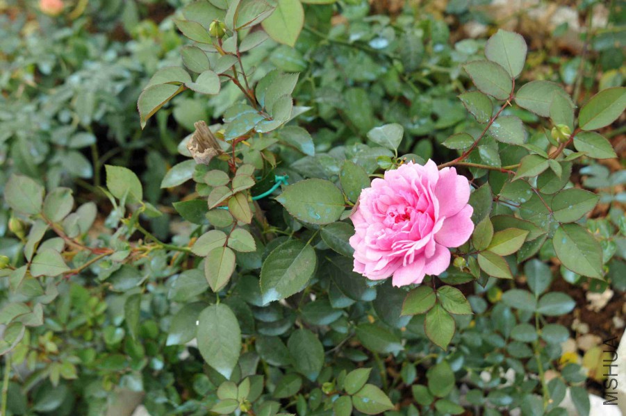 DSC_9029_����.jpg