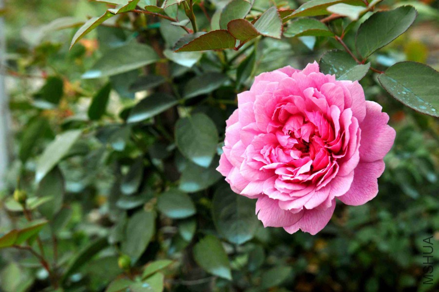 DSC_9030_����.jpg