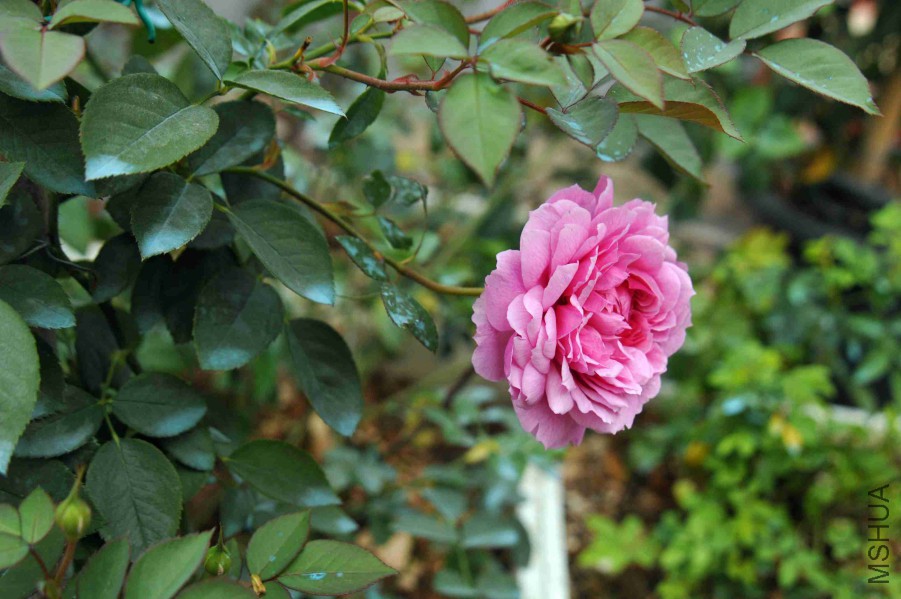DSC_9033_����.jpg