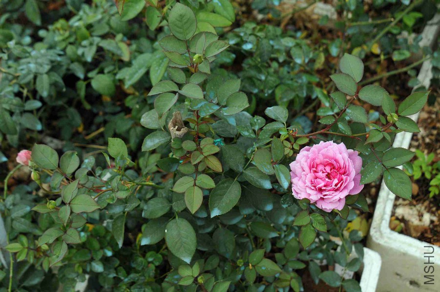 DSC_9036_����.jpg