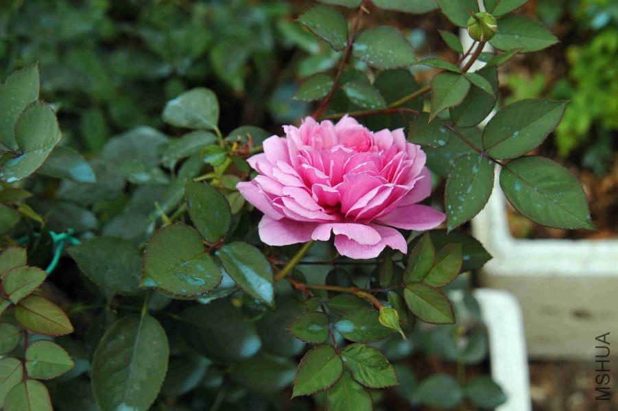 DSC_9039_����.jpg