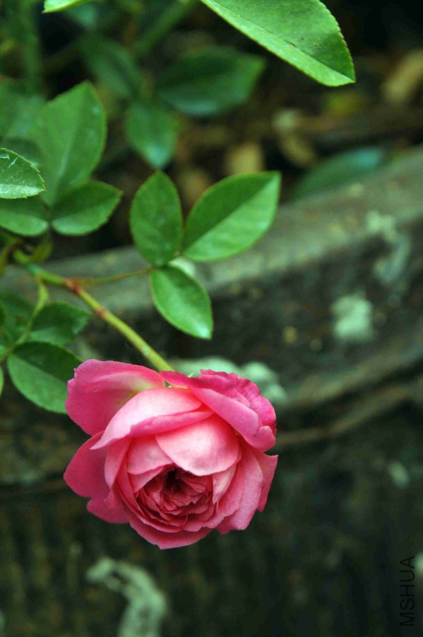 DSC_9123_����.jpg