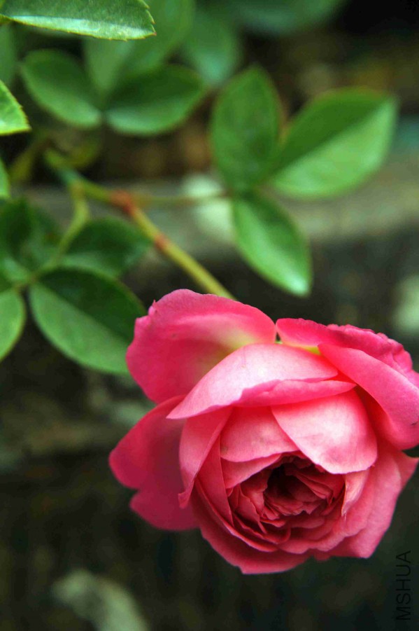 DSC_9126_����.jpg