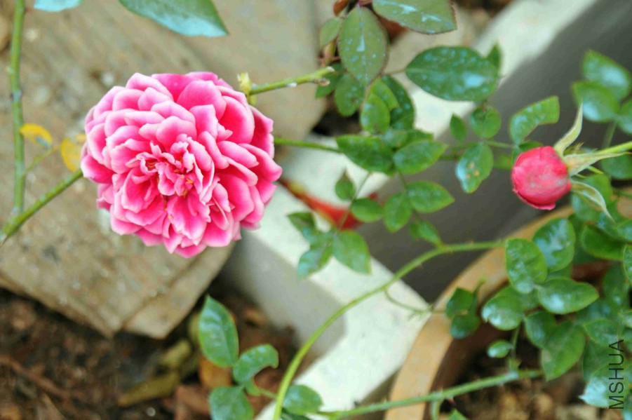 DSC_9089_����.jpg