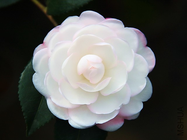 IMG_5560 - �}�u.jpg