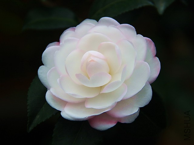 IMG_5559 - �}�u.jpg