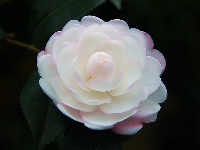 IMG_5558 - �}�u.jpg