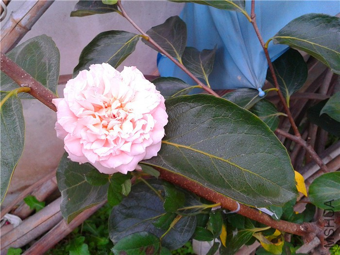 2015-10-24 07.14.44.jpg