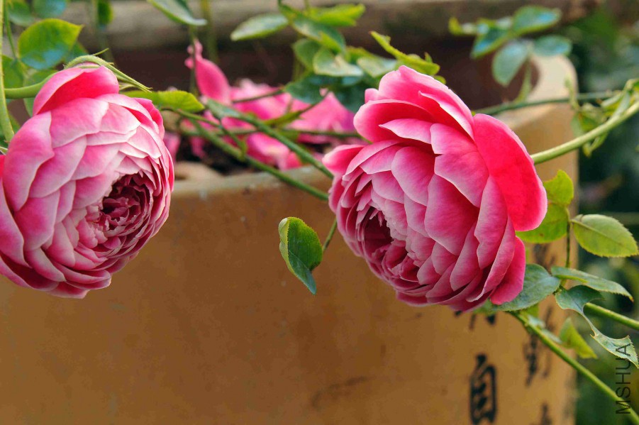 DSC_9193_����.jpg