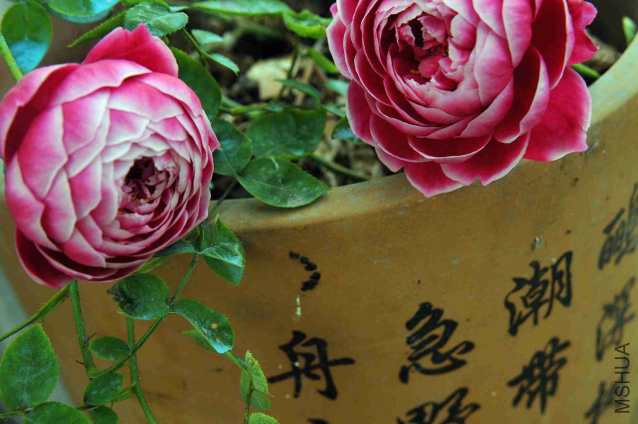 DSC_9146_����.jpg