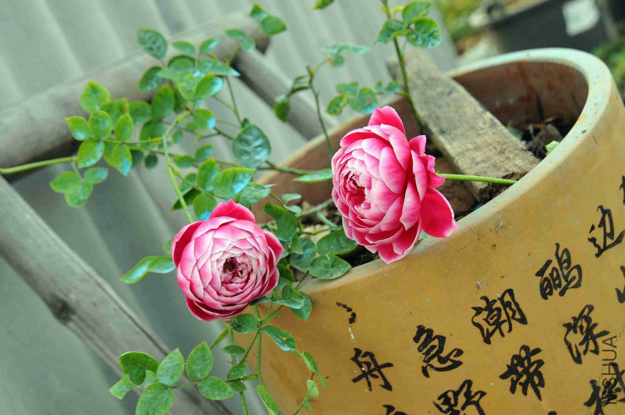 DSC_9139_����.jpg