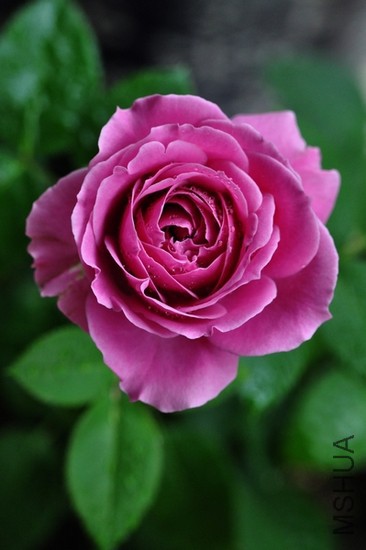 CSC_0196.jpg