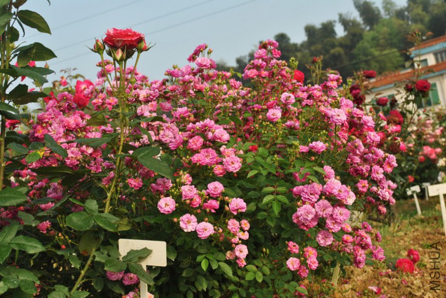 �������� (1).jpg