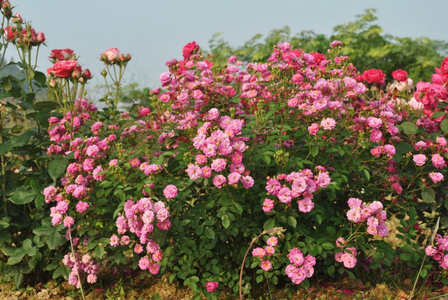 �������� (3).jpg