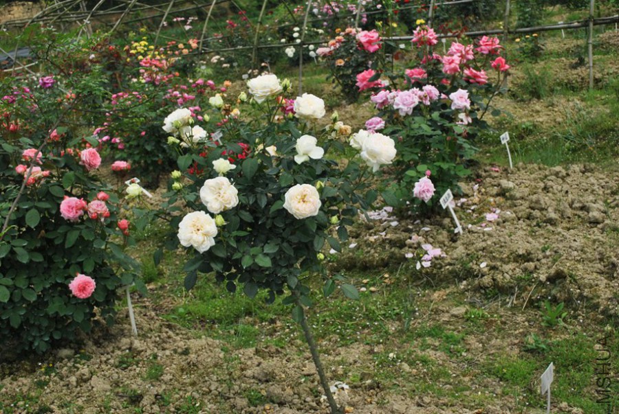 ������ (1).jpg