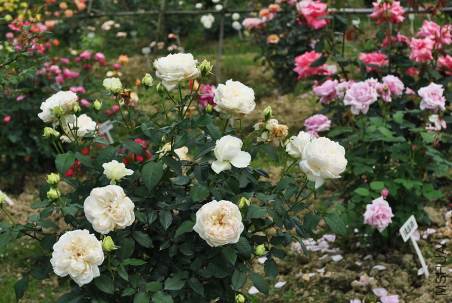 ������ (2).jpg