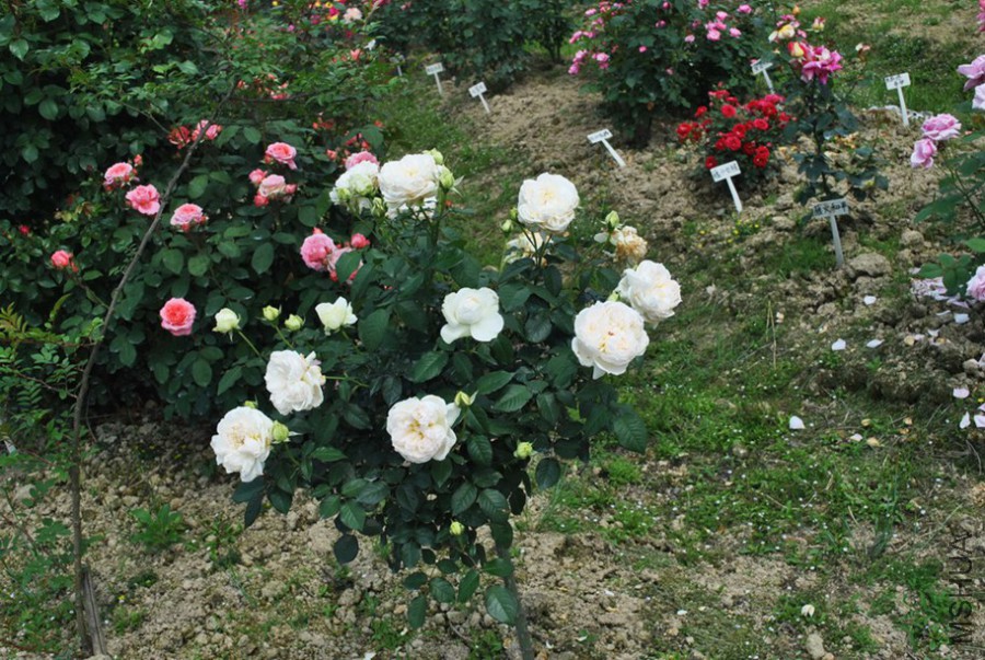 ������ (3).jpg