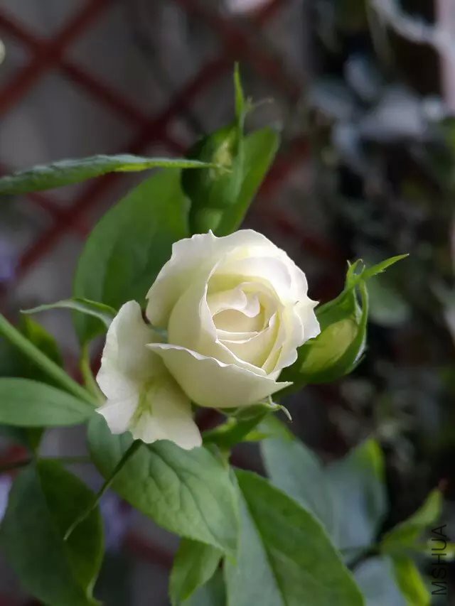 psb (1).jpg