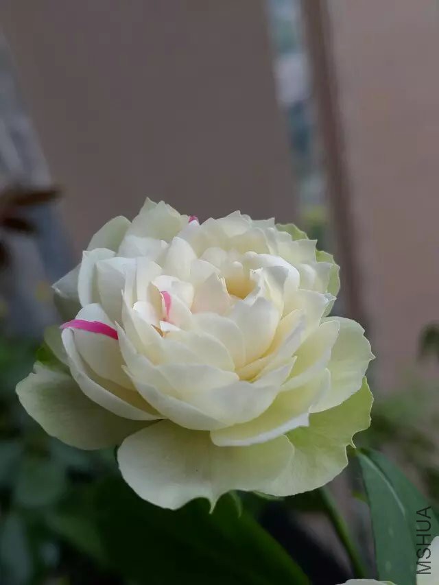 һĨ��~