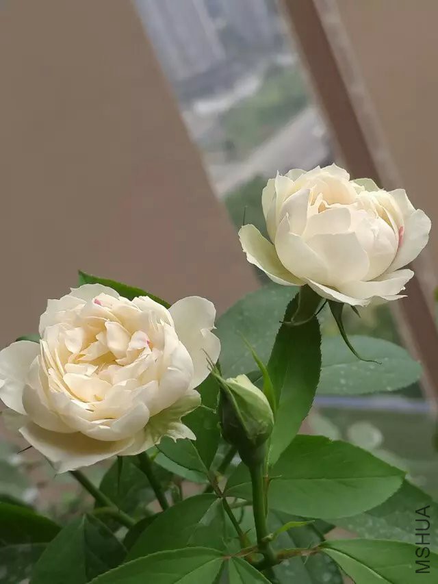 ���������మ