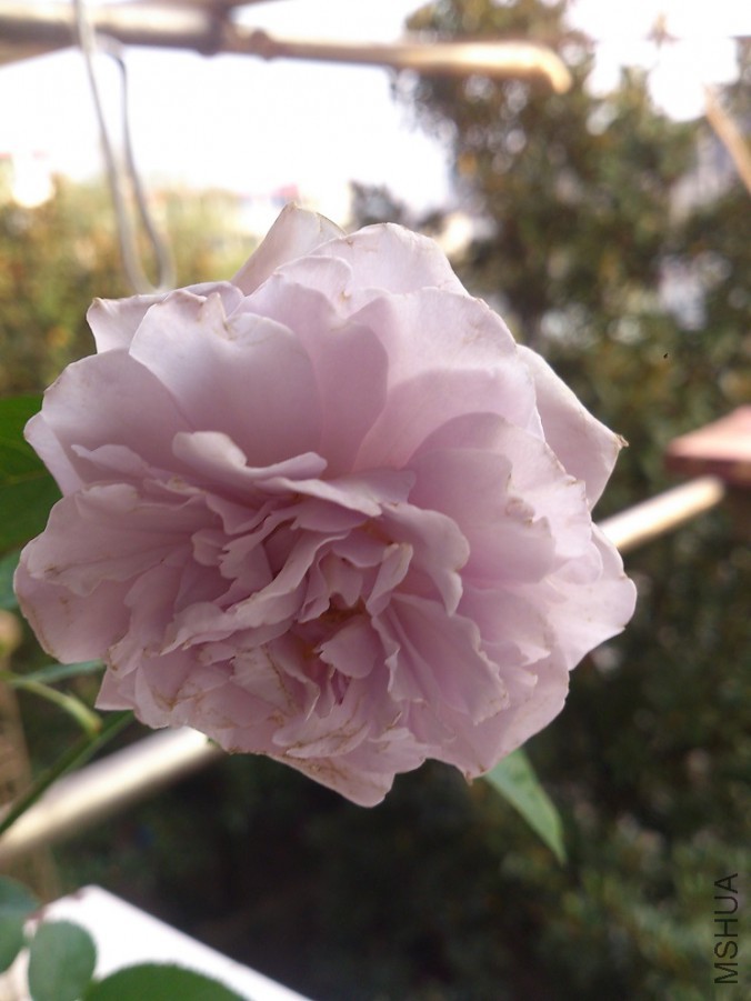 DSC_0044.jpg