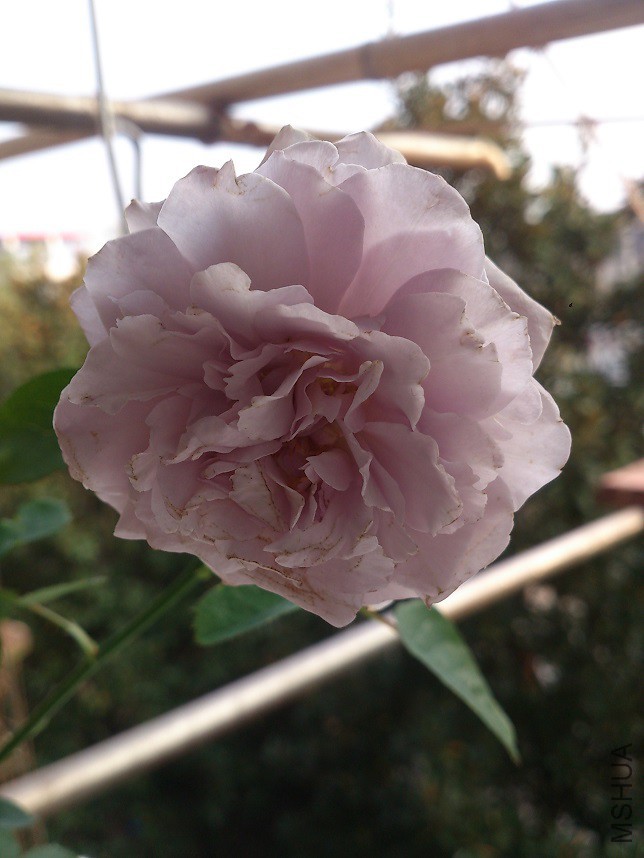 DSC_0045.jpg