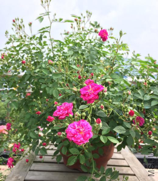 ��������2015-05-09����С�۷�1.JPG
