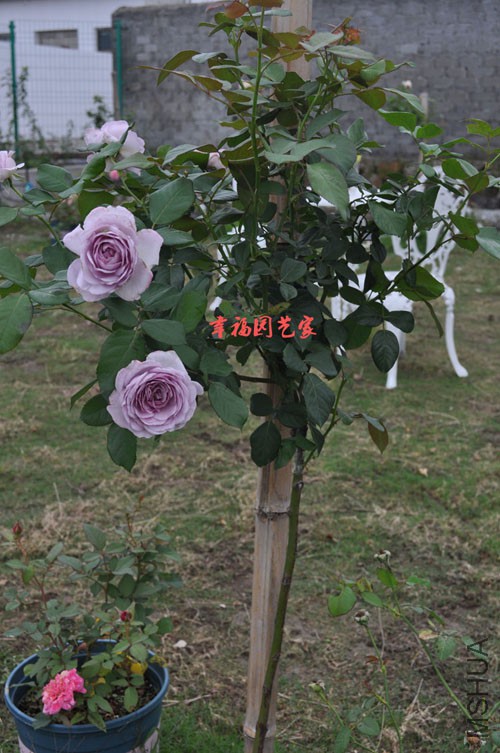 DSC_1516.jpg