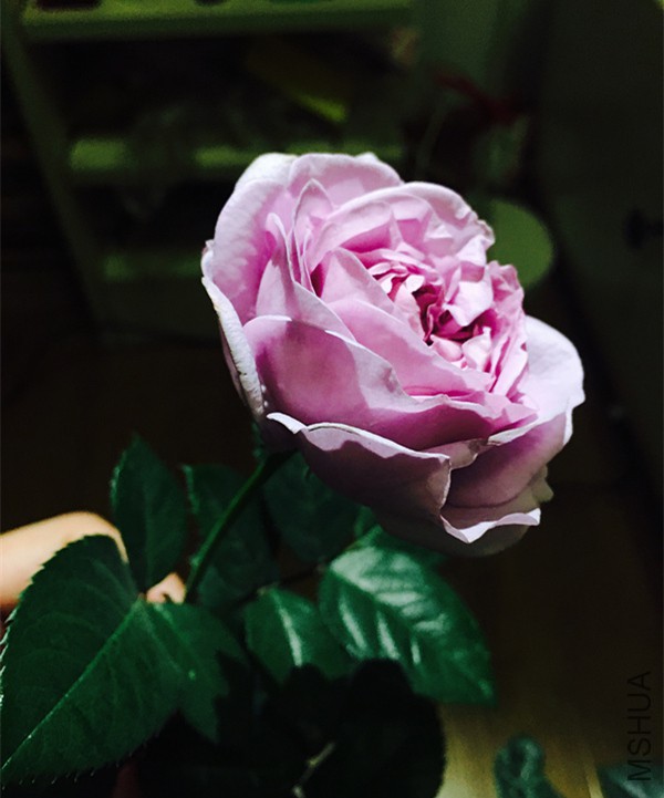 6903b755gw1exdp1reshrj22c0340x6p.jpg