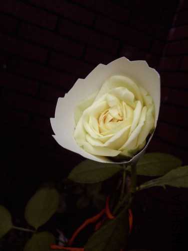 image.jpeg