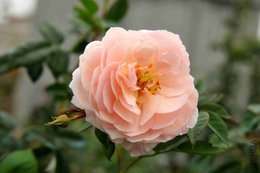 DSC_9245_����.jpg