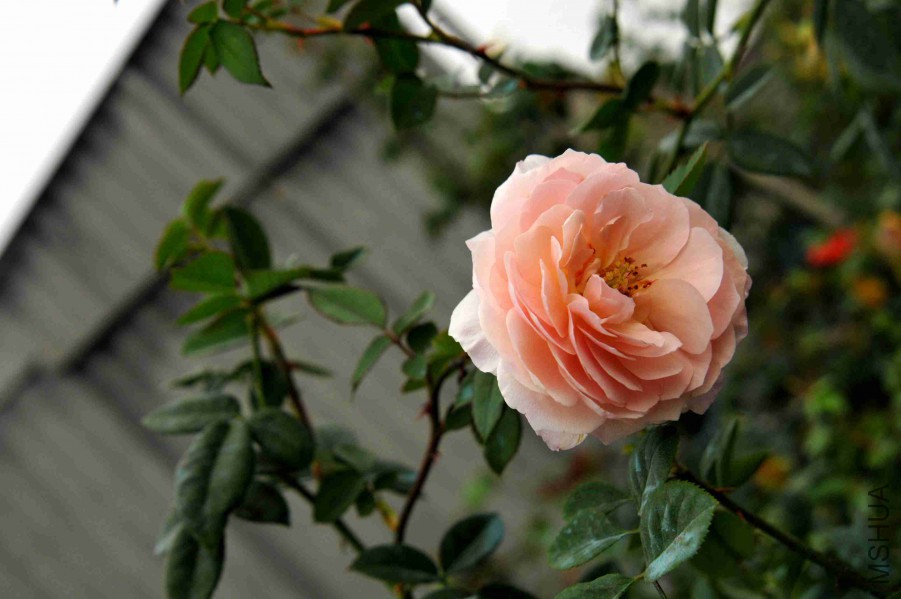 DSC_9237_����.jpg