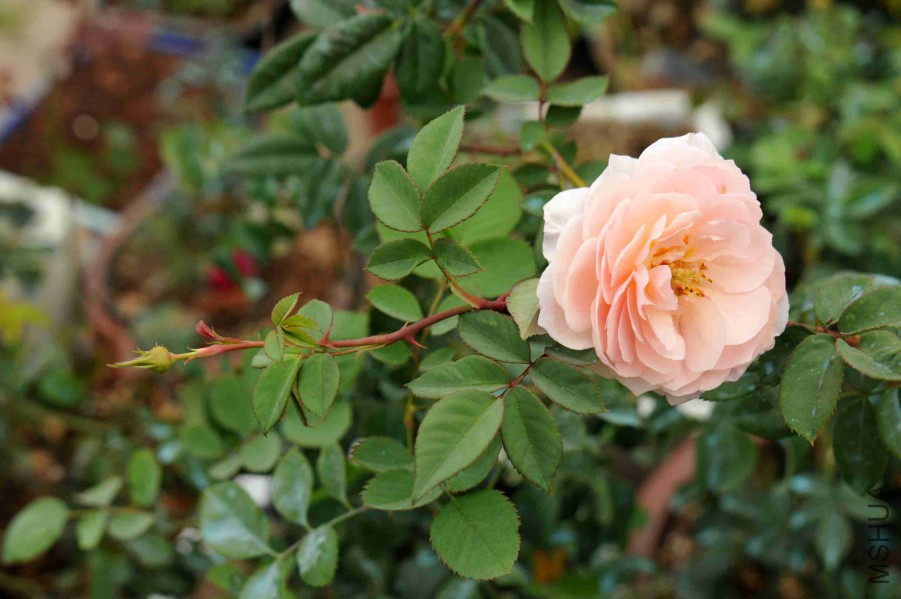DSC_9242_����.jpg