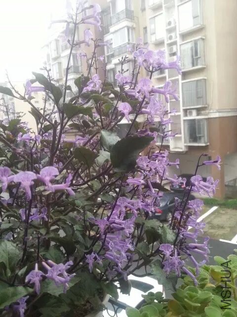 �Ⲩ���ﻨ
