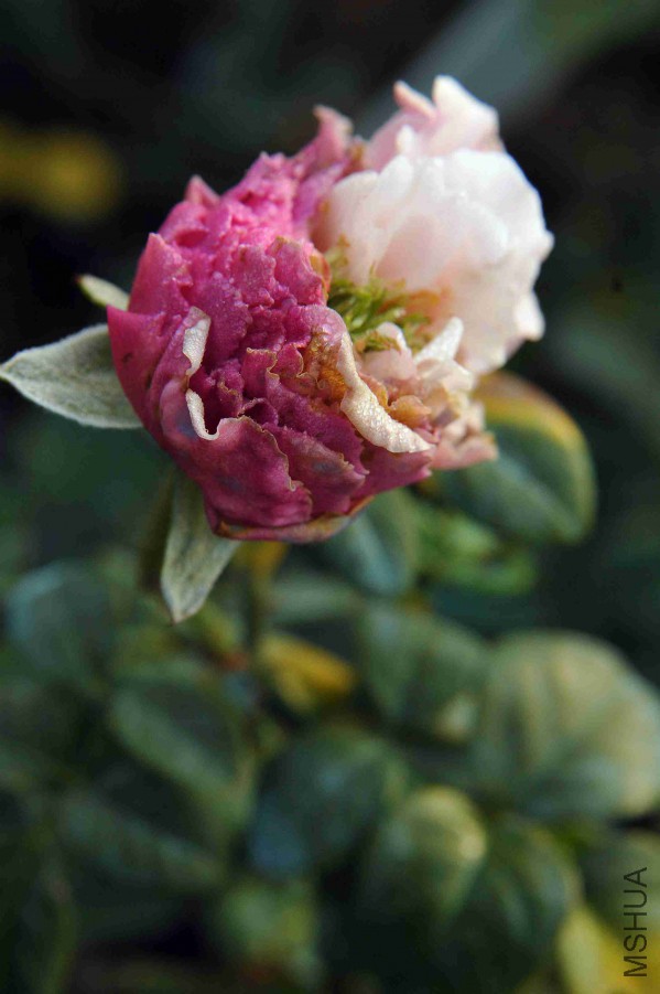 DSC_9236_����.jpg