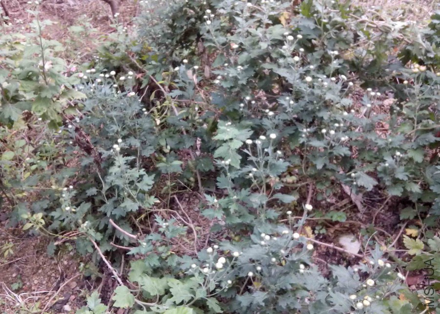 ��Ƭ_20151024_093653.jpg