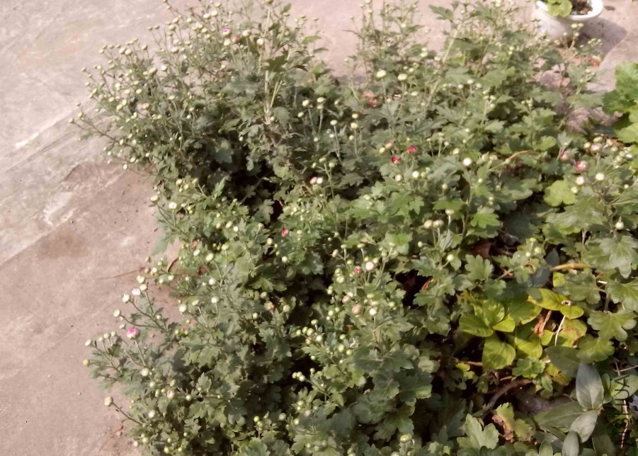 ��Ƭ_20151024_093043.jpg